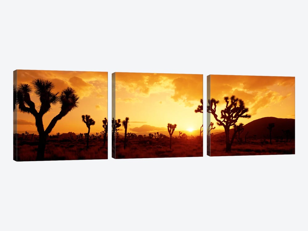 Sunset Joshua Tree Park, California, USA by Panoramic Images 3-piece Canvas Wall Art