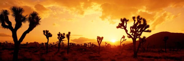 Desert: Sunset Joshua Tree Park, California, USA by Panoramic Images