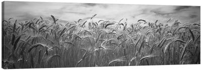 Wheat crop growing in a field, Palouse Country, Washington State, USA Canvas Art Print - Farm Art