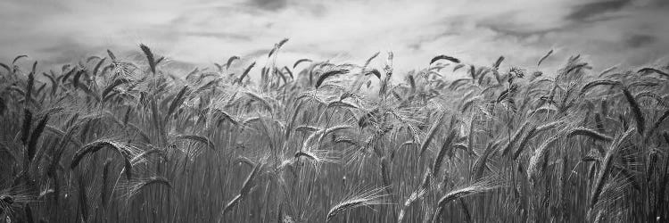 Wheat crop growing in a field, Palouse Country, Washington State, USA