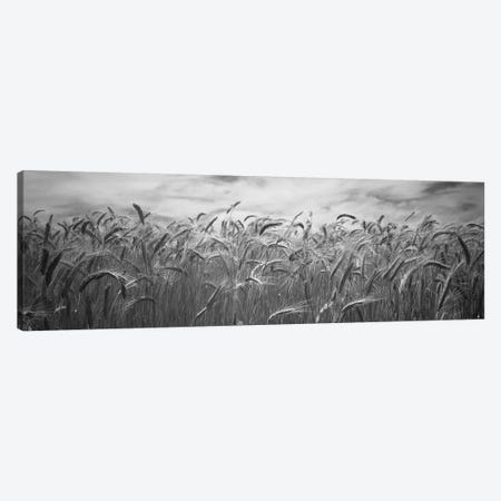 Wheat crop growing in a field, Palouse Country, Washington State, USA Canvas Print #PIM11803} by Panoramic Images Canvas Art Print