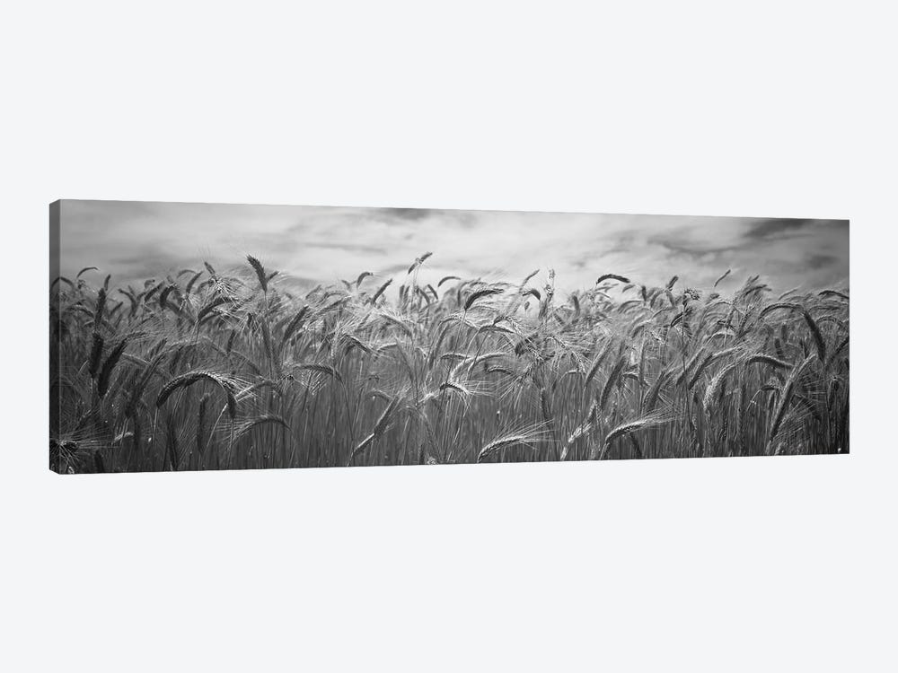 Wheat crop growing in a field, Palouse Country, Washington State, USA by Panoramic Images 1-piece Canvas Wall Art