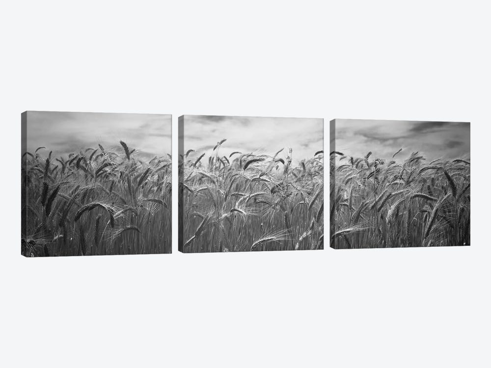 Wheat crop growing in a field, Palouse Country, Washington State, USA by Panoramic Images 3-piece Canvas Wall Art