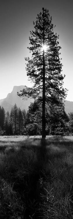 Sun Behind Pine Tree, Half Dome, Yosemite Valley, California, USA