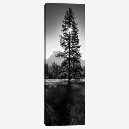 Sun Behind Pine Tree, Half Dome, Yosemite Valley, California, USA Canvas Print #PIM11826} by Panoramic Images Canvas Artwork