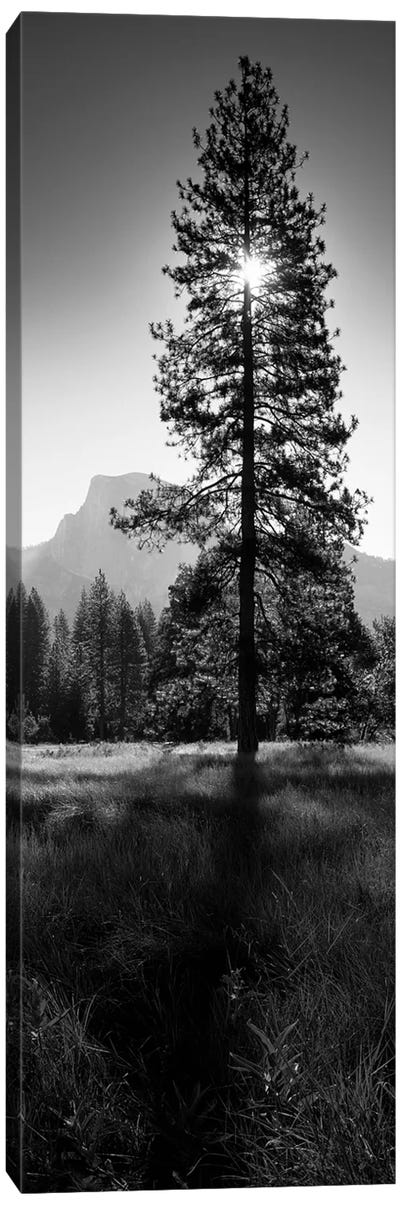 Sun Behind Pine Tree, Half Dome, Yosemite Valley, California, USA Canvas Art Print - Evergreen Tree Art