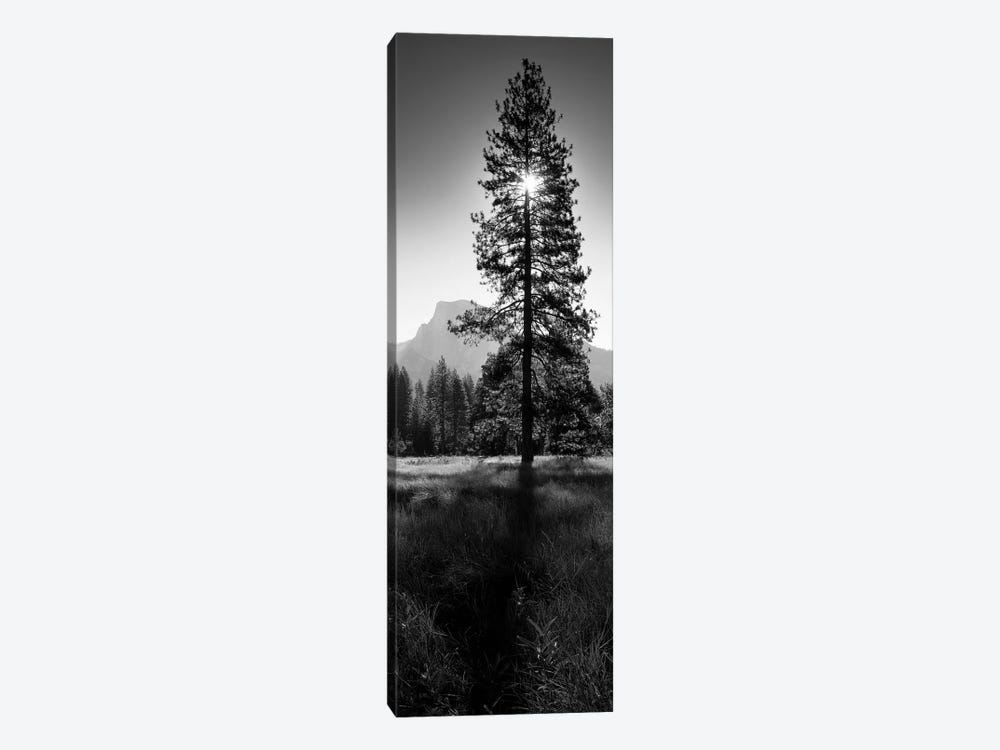 Sun Behind Pine Tree, Half Dome, Yosemite Valley, California, USA by Panoramic Images 1-piece Art Print