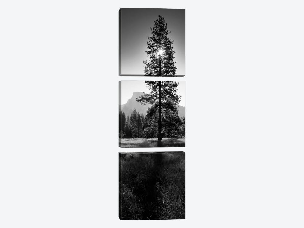Sun Behind Pine Tree, Half Dome, Yosemite Valley, California, USA by Panoramic Images 3-piece Canvas Print