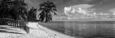 Palm trees on the beach, Matira Beach, Bora Bora, French Polynesia by Panoramic Images framed canvas print