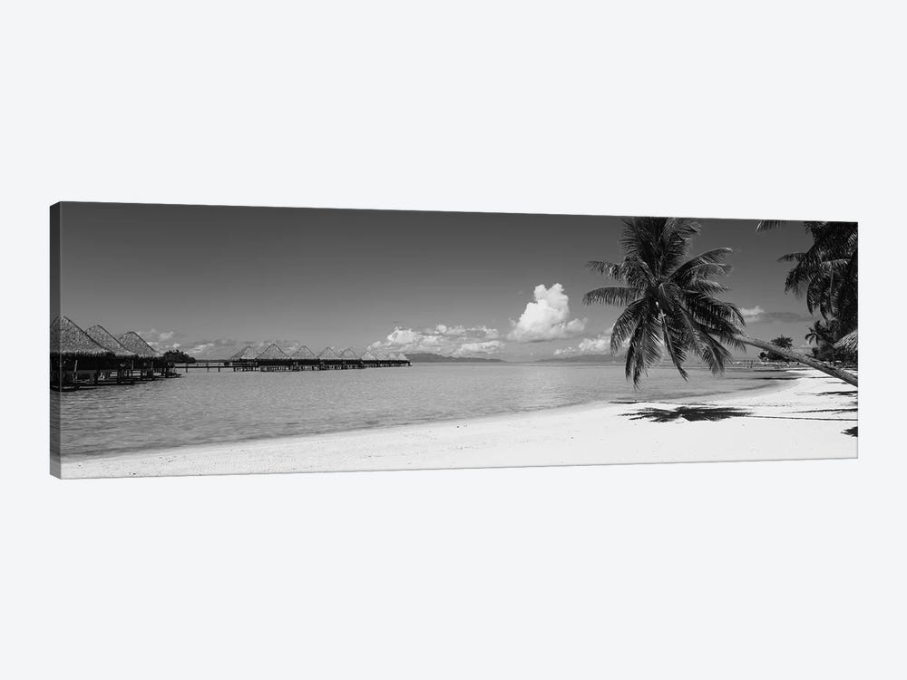 Palm Tree On The Beach, Moana Beach, Bora Bora, Tahiti, French Polynesia by Panoramic Images 1-piece Canvas Art