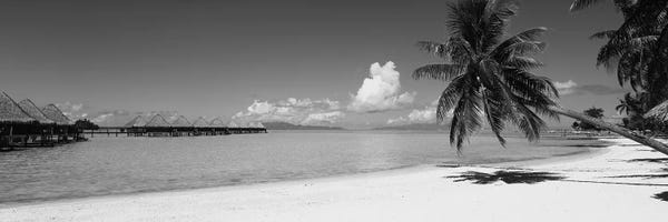 Tropical Beaches: Palm Tree On The Beach, Moana Beach, Bora Bora, Tahiti, French Polynesia by Panoramic Images