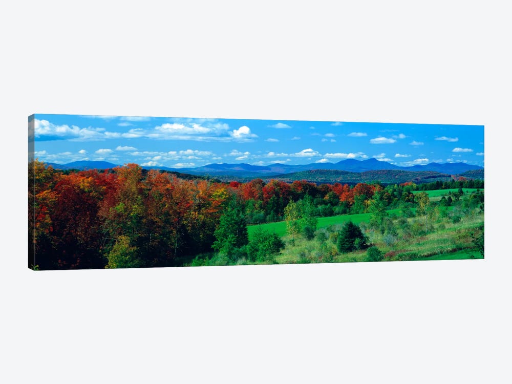 Autumn Trees VT by Panoramic Images 1-piece Canvas Art Print