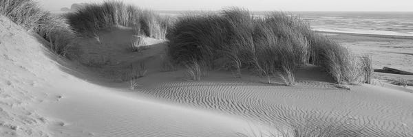 Grass on the beach, Pacific Ocean, Bandon State Natural Area, Bandon, Oregon, USA
