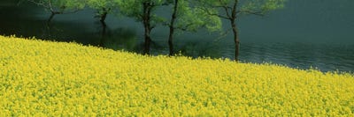 Hakuryu-Ko Nagano Japan by Panoramic Images canvas print