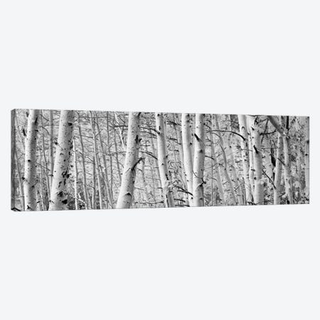 Aspen trees in a forest, Rock Creek Lake, California, USA Canvas Print #PIM11891} by Panoramic Images Canvas Art