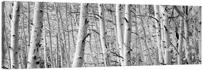 Aspen trees in a forest, Rock Creek Lake, California, USA Canvas Art Print - Panoramic Photography