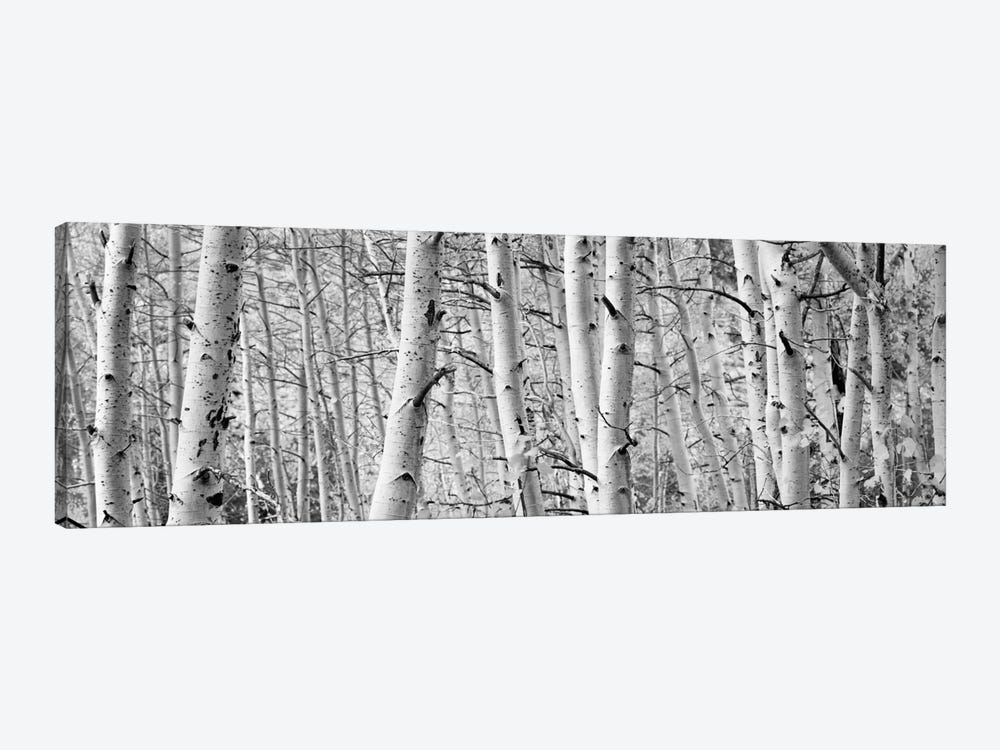 Aspen trees in a forest, Rock Creek Lake, California, USA by Panoramic Images 1-piece Art Print