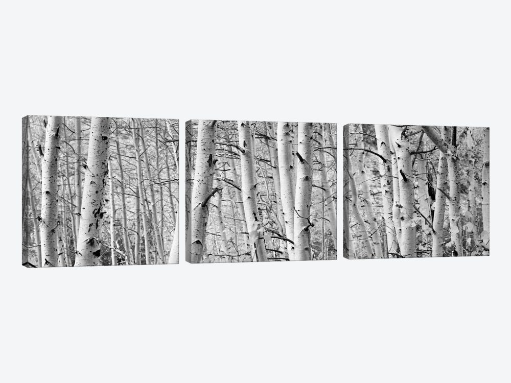 Aspen trees in a forest, Rock Creek Lake, California, USA by Panoramic Images 3-piece Art Print