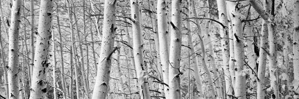 Large Photography - Canvas Prints: Aspen trees in a forest, Rock Creek Lake, California, USA by Panoramic Images