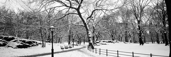 Manhattan: Bare trees during winter in a park, Central Park, Manhattan, New York City, New York State, USA by Panoramic Images