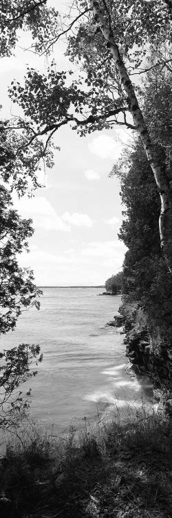 Trees at the lakeside, Cave Point County Park, Lake Michigan, Door County, Wisconsin, USA