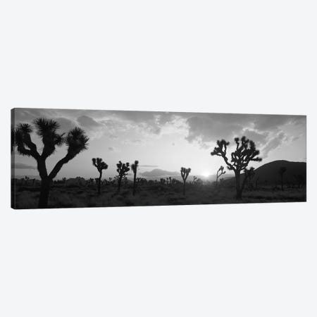 Sunset, Joshua Tree Park, California, USA Canvas Print #PIM11905} by Panoramic Images Canvas Art Print