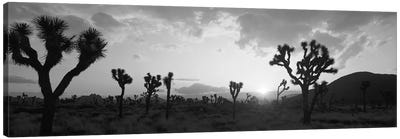 Sunset, Joshua Tree Park, California, USA Canvas Art Print - Desert Art