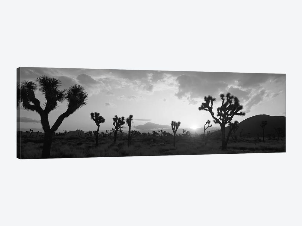 Sunset, Joshua Tree Park, California, USA by Panoramic Images 1-piece Canvas Art Print