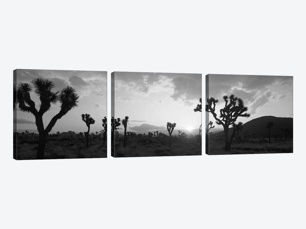 Sunset, Joshua Tree Park, California, USA by Panoramic Images 3-piece Canvas Art Print