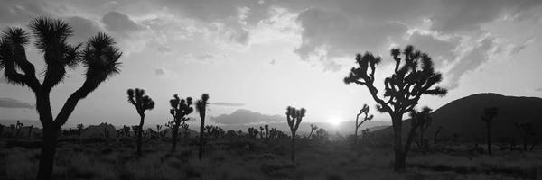 Desert: Sunset, Joshua Tree Park, California, USA by Panoramic Images