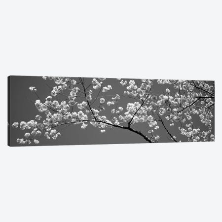 Cherry Blossoms Washington DC USA #2 Canvas Print #PIM11922} by Panoramic Images Canvas Wall Art