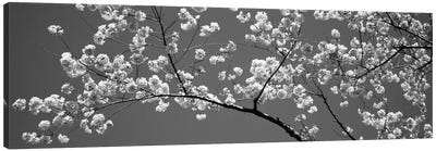 Cherry Blossoms Washington DC USA #2 Canvas Art Print - Black & White Scenic