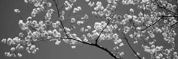 Panoramic Images: Cherry Blossoms Washington DC USA #2 by Panoramic Images