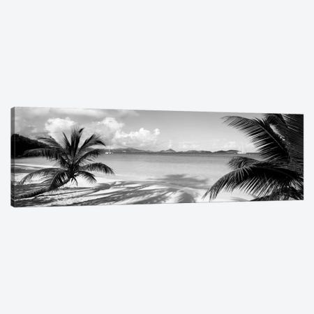 Palm trees on the beach, US Virgin Islands, USA Canvas Print #PIM11936} by Panoramic Images Canvas Wall Art
