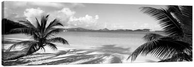 Palm trees on the beach, US Virgin Islands, USA Canvas Art Print - Black & White Photography