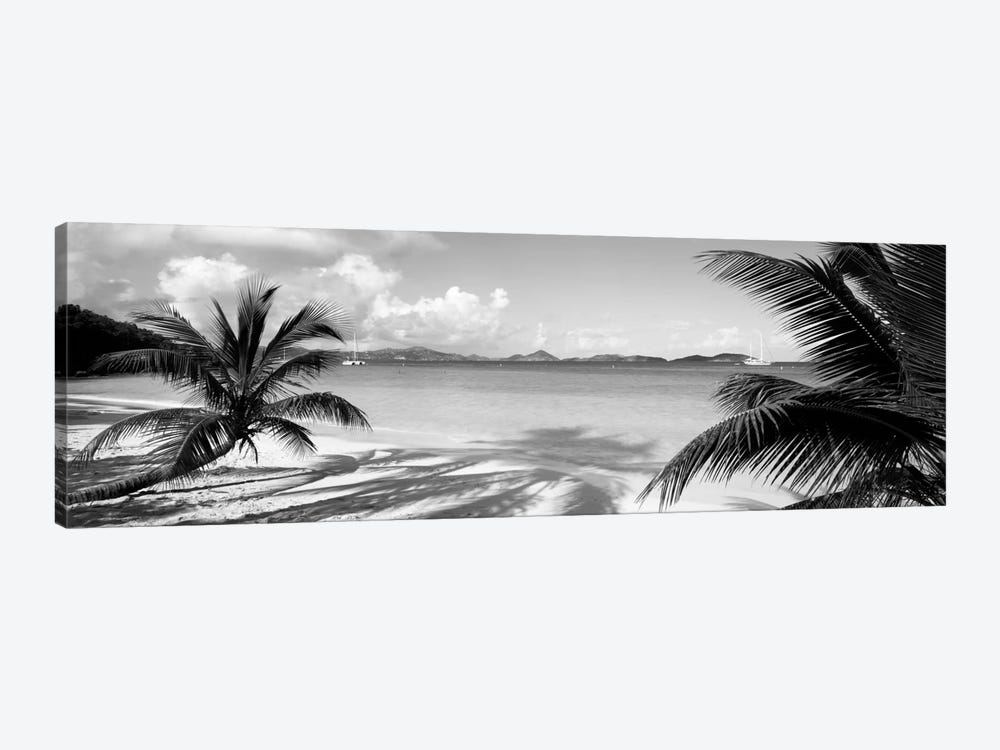 Palm trees on the beach, US Virgin Islands, USA by Panoramic Images 1-piece Canvas Print