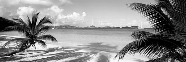 Large Photography - Canvas Prints: Palm trees on the beach, US Virgin Islands, USA by Panoramic Images