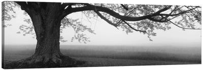 Tree in a farm, Knox Farm State Park, East Aurora, New York State, USA Canvas Art Print - Best Selling Panoramics