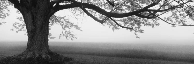 Tree in a farm, Knox Farm State Park, East Aurora, New York State, USA