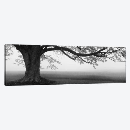 Tree in a farm, Knox Farm State Park, East Aurora, New York State, USA Canvas Print #PIM11937} by Panoramic Images Canvas Wall Art