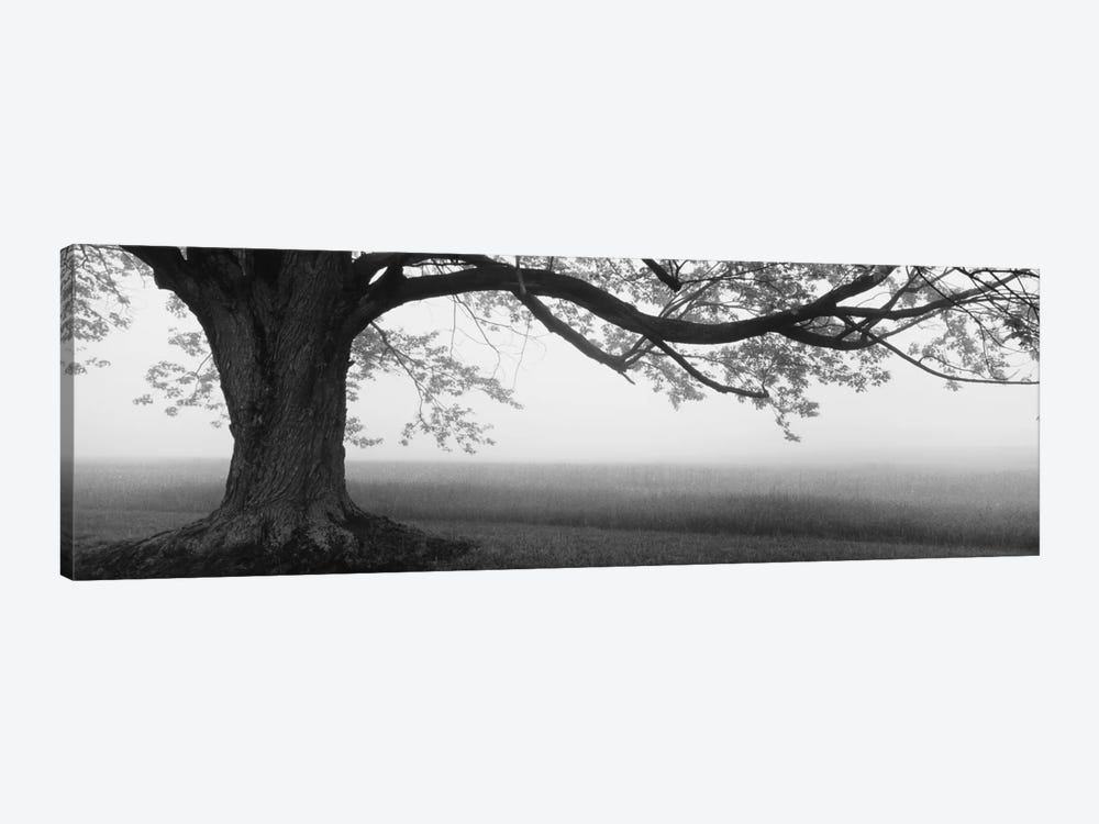 Tree in a farm, Knox Farm State Park, East Aurora, New York State, USA by Panoramic Images 1-piece Canvas Wall Art