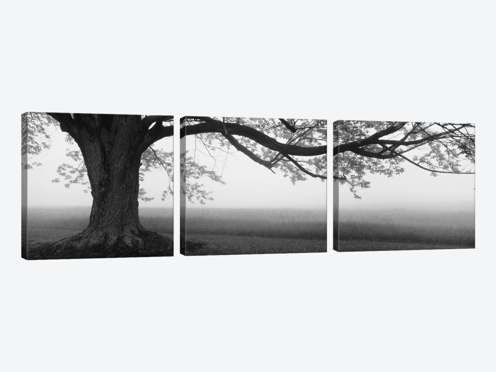 Tree in a farm, Knox Farm State Park, East Aurora, New York State, USA by Panoramic Images 3-piece Canvas Art