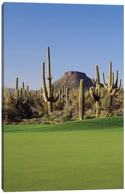 Saguaro cacti in a golf course, Troon North Golf Club, Scottsdale, Maricopa County, Arizona, USA Canvas Art Print - Golf Art