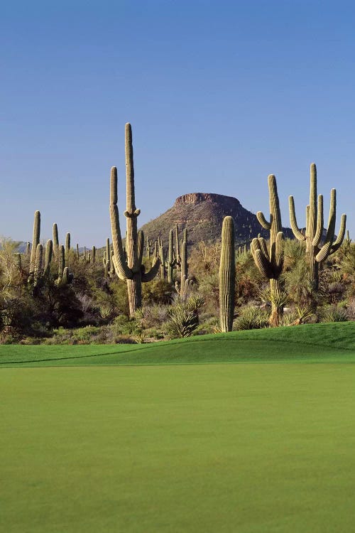 Saguaro cacti in a golf course, Troon North Golf Club, Scottsdale, Maricopa County, Arizona, USA