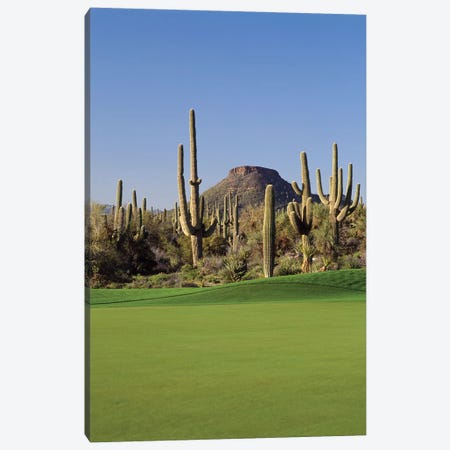 Saguaro cacti in a golf course, Troon North Golf Club, Scottsdale, Maricopa County, Arizona, USA Canvas Print #PIM12476} by Panoramic Images Art Print