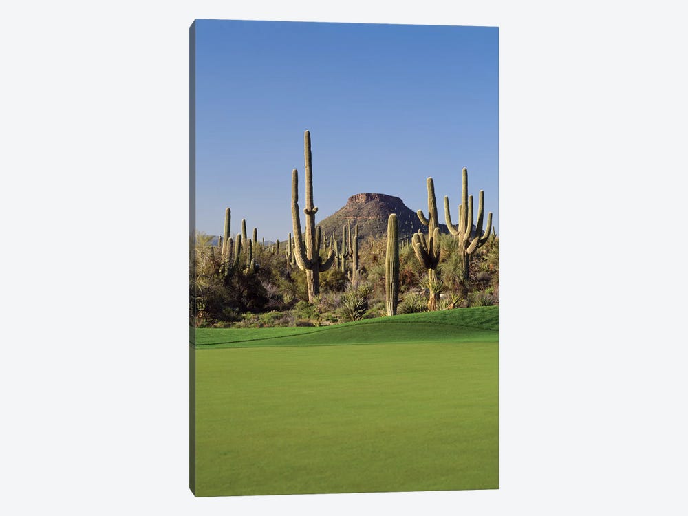 Saguaro cacti in a golf course, Troon North Golf Club, Scottsdale, Maricopa County, Arizona, USA by Panoramic Images 1-piece Canvas Artwork