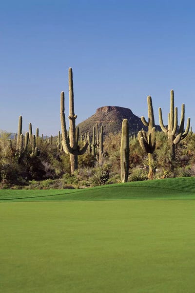 Arizona: Saguaro cacti in a golf course, Troon North Golf Club, Scottsdale, Maricopa County, Arizona, USA by Panoramic Images