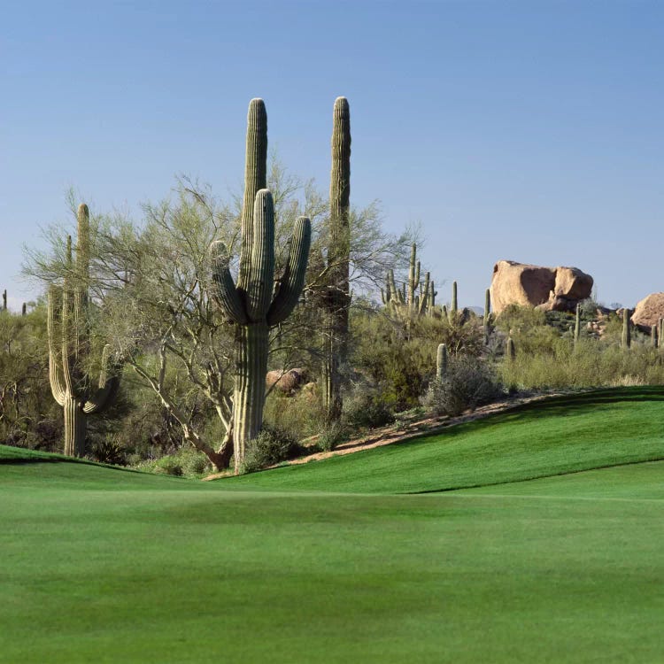 Saguaro Cacti, Troon North Golf Club, Scottsdale, Maricopa County, Arizona, USA