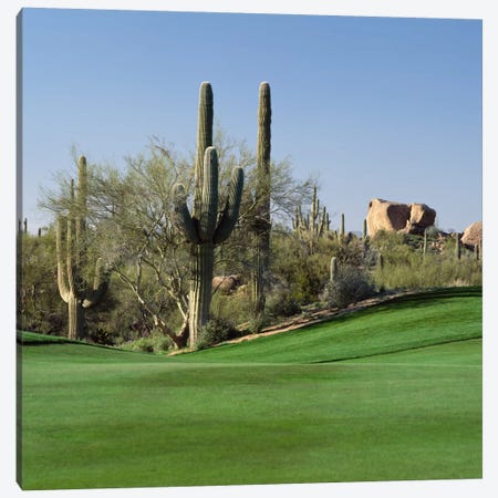 Saguaro Cacti, Troon North Golf Club, Scottsdale, Maricopa County, Arizona, USA Canvas Print #PIM12477} by Panoramic Images Canvas Print