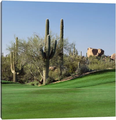 Saguaro Cacti, Troon North Golf Club, Scottsdale, Maricopa County, Arizona, USA Canvas Art Print - Saguaro National Park Art
